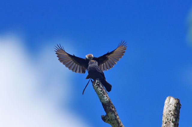 Longtail Tyrant