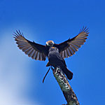 longtail tyrant