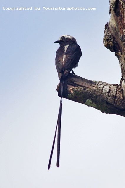 The Long-tailed Tyrant (Colonia colonus).