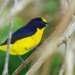 Yellow Crowned Euphonia