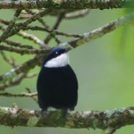 White Ruffed Manakin