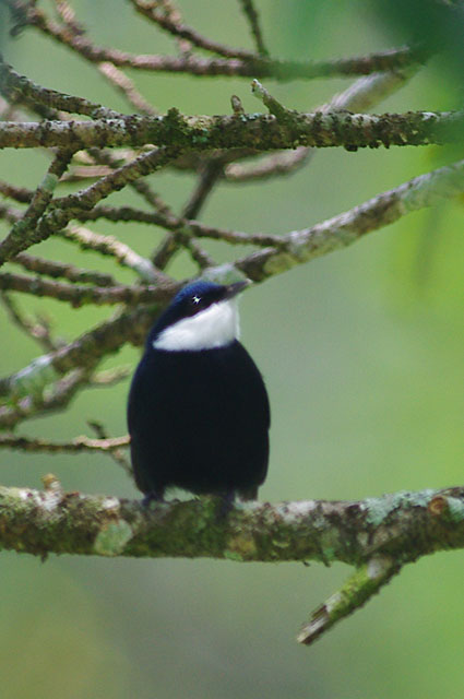 White-ruffed Manakin