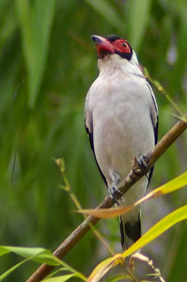 Masked Tityra