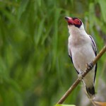 masked-tityra