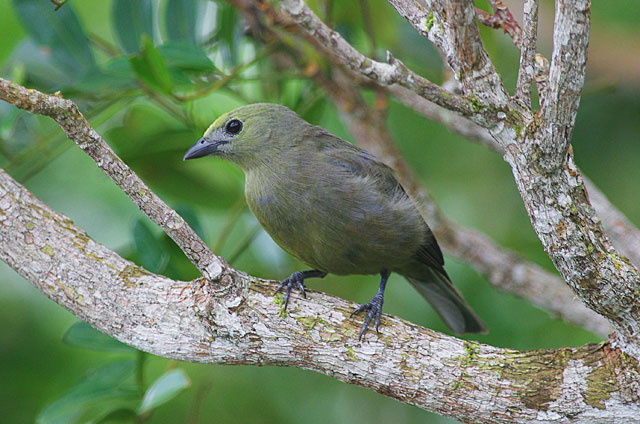 Palm Tanager