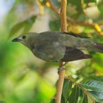 Palm Tanager