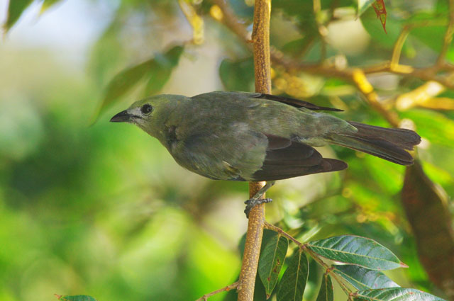 Palm Tanager