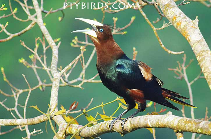 Chestnut Headed Oropendola