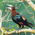 oropendola