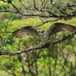 Osprey
