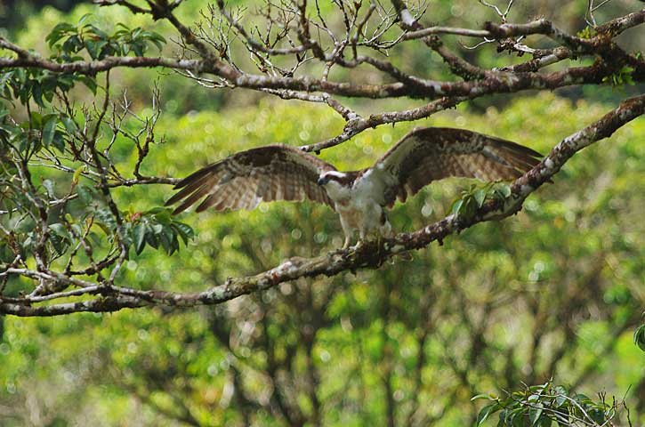 Osprey