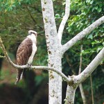 Osprey