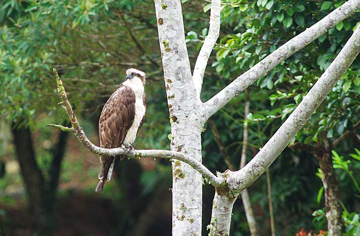Osprey