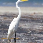 Great White Egret