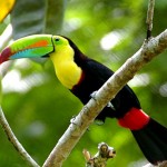 Rainbow-Billed-Toucan