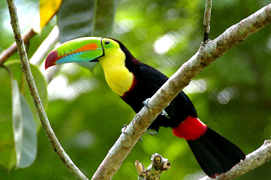 Rainbow Billed Toucan