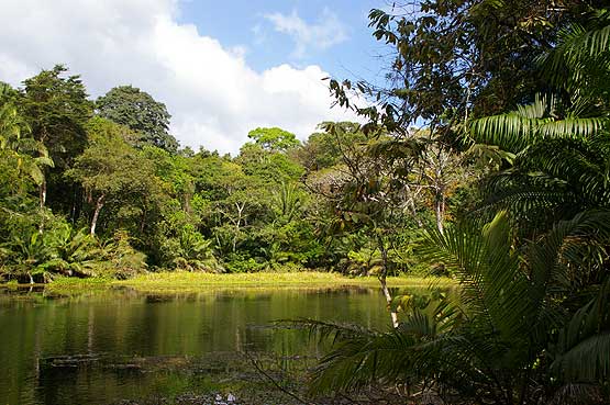 Rainforest Lake 