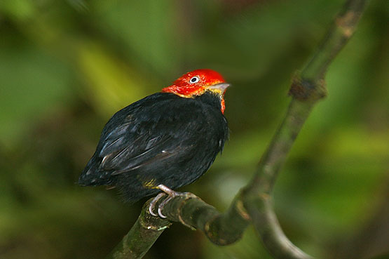 Red Capped Manakin