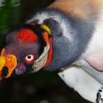King Vulture