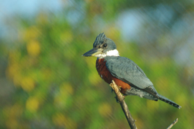 Ringed Kingfisher