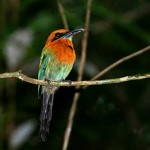 Rufous Motmot
