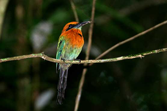 Rufous Motmot