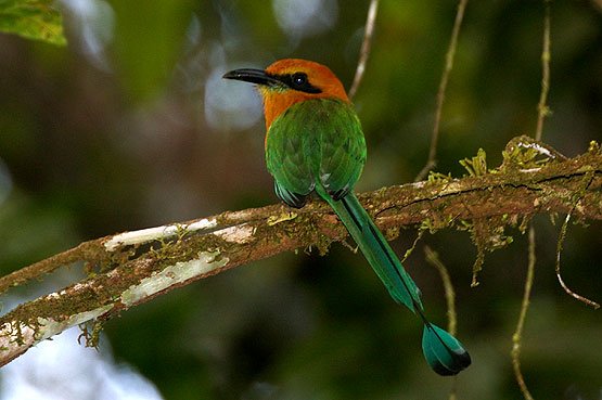 Rufous Motmot