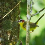 rufous-wrabler