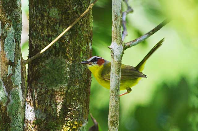 Rufous Capped Warbler