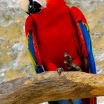 scarlet-macaw