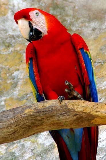 Scarlet Macaw