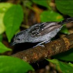 slaty-antshrike