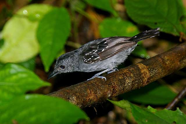 Western Slaty Antshrike