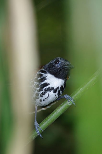 Spotted Antbird