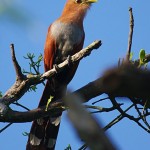 squirrel-cuckoo