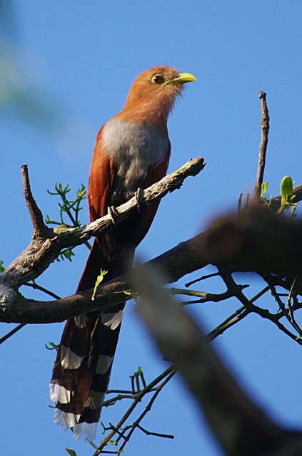 Squirrel Cuckoo