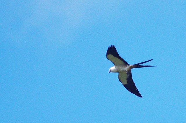 Swallow Tailed Kite
