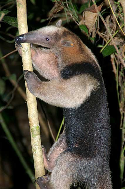 Tamandua - tamandúa mexicano (Tamandua mexicana)