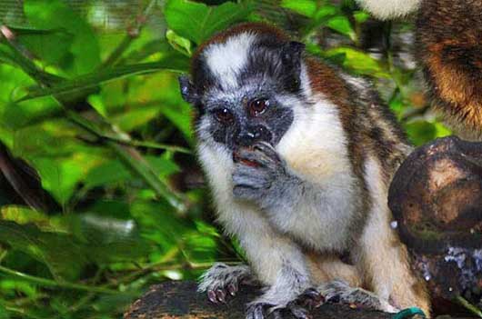Geoffroy's tamarin