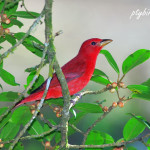 Summer Tanager