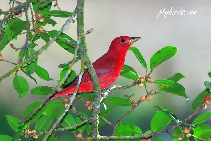 Summer Tanager