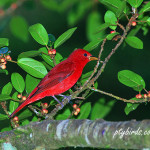 Summer Tanager