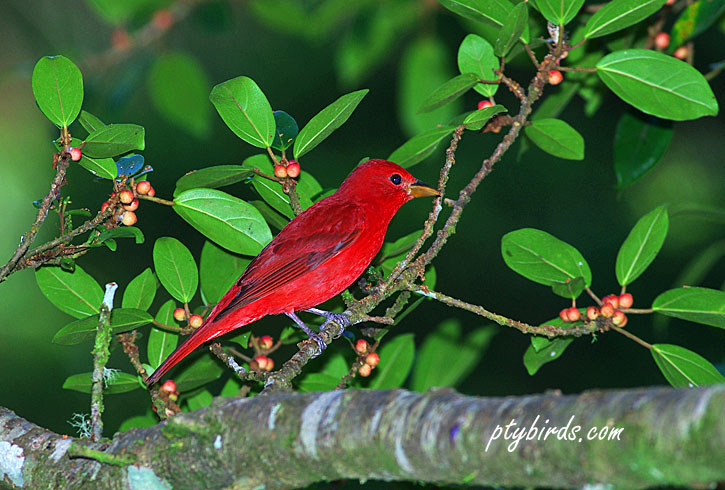 Summer Tanager