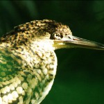 Tiger Herron