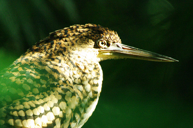 Fasciated Tiger Heron