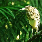 Tiger Herron