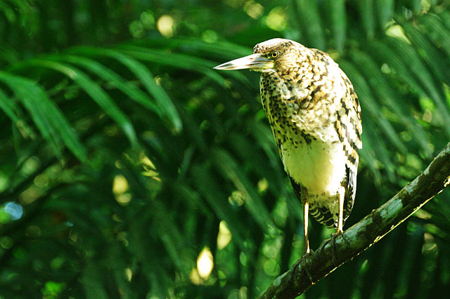 Fasciated Tiger Heron