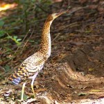 Tiger Herron