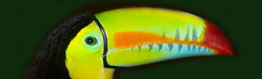 Toucan Panama - PTYbirds.com