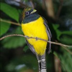 Black Throated Trogon